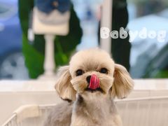 -BABYDOG宝贝狗宠物乐园(欧洲城店)