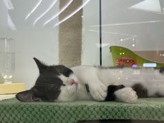 -1013 PET SHOP精品宠物商店(丁香店)