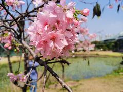 -中国科学院华南植物园