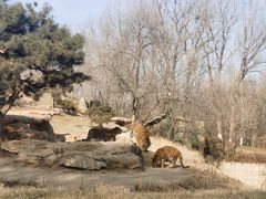 -北京野生动物园