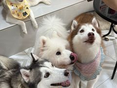 -星多哈·狗咖·拼豆·咖啡