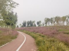 -天津东丽湖风景区