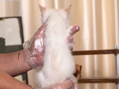 -小猫来了·猫舍(红山六九七九店)