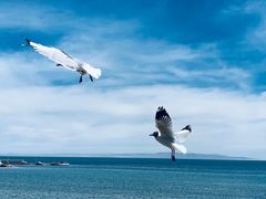 -青海湖国家重点风景名胜区