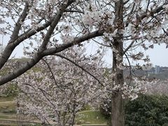 -羊山湖公园