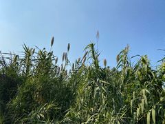 -西山漾湿地公园