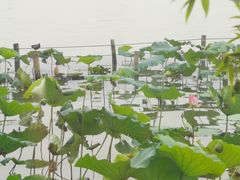 -湖畔居茶楼(湖滨店)