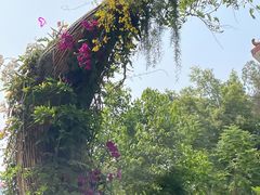 -深圳仙湖植物园