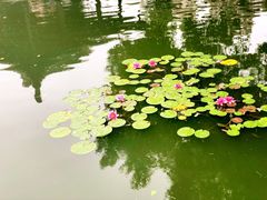 -口岸雕花楼