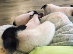 -浣熊柯尔鸭土拨鼠·电玩咖