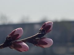 -桃花堤公园