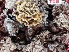 -菌山里·野生菌猪肚包鸡(阳光花园店)