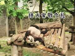 -都江堰中华大熊猫苑
