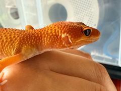 -酷以爬仙阁实体爬宠店·守宫·蜥蜴·专业繁育