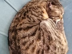 -平行世界·猫咖(首经贸店)
