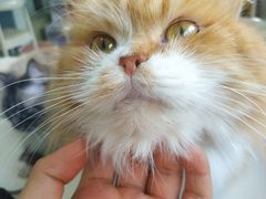 -喵的天空名猫咖啡馆·撸猫·猫舍·用品