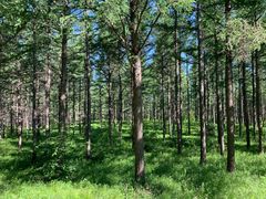 -塞罕坝国家级自然保护区