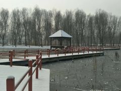 -滕州微山湖红荷湿地景区