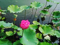 -莲花池公园