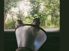 -小叮当动物医院·骨科·眼科