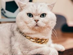 -绒爪撸猫下午茶·猫咖