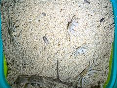 -三亚海棠湾万丽度假酒店