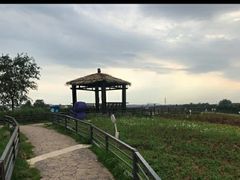 -大塘金香草谷