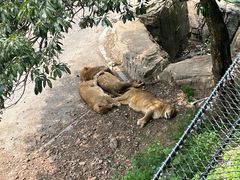 -大连森林动物园