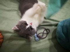 -70cat德文卷毛猫·缅因猫纯种猫舍