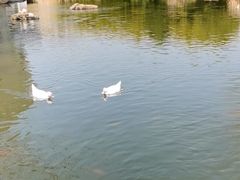 -新江湾城公园