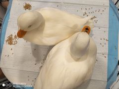 -白夜2D咖啡馆