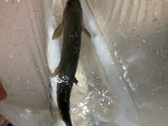 -老字号怡玺·藿香雅鱼(20年雅安店)