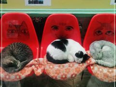 -猫咪博物馆(顶澳仔猫街店)
