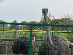 -苏州太湖西山岛开心农场