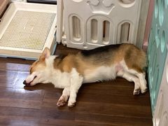 -柯斗斗主题餐厅·狗咖·围炉煮茶·茶饮(国瑞升平里店)