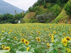-广州市流溪河国家森林公园