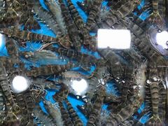 -新欢海鲜坊(赖屋店)
