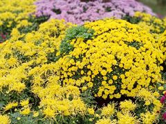 -都江堰玫瑰花溪谷