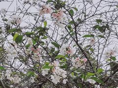 -武汉大学-樱园