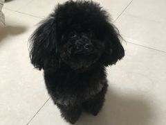 -多卡布奇宠物生活馆(上林世家店)