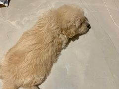 -乐琪宠物医院·犬猫专科·骨外科·急重症