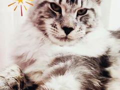 -十年猫舍·猫咪专门店(普陀店)