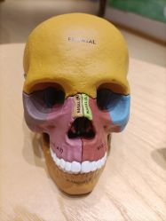 -小颜秘家·韩国整骨