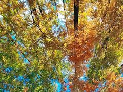 -黄海国家森林公园