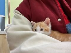-瑞鹏宠物医院犬猫全科(真大分院)