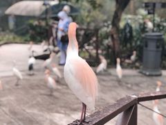 -吉隆坡雀鸟公园