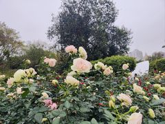 -人民公园(罗湖区)