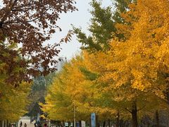 -长白岛森林公园