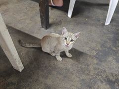 -Jomtien Talay Pao Pattaya