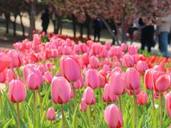 -石家庄市植物园